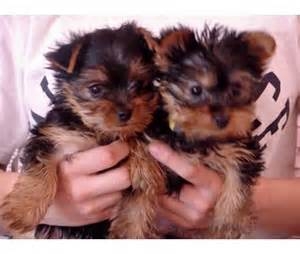 adorable yorkies pups for rehoming