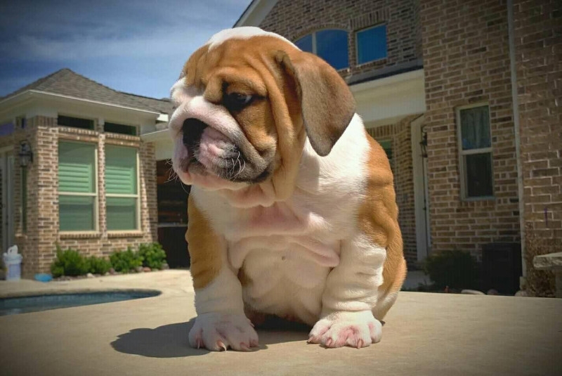 cute english bulldog