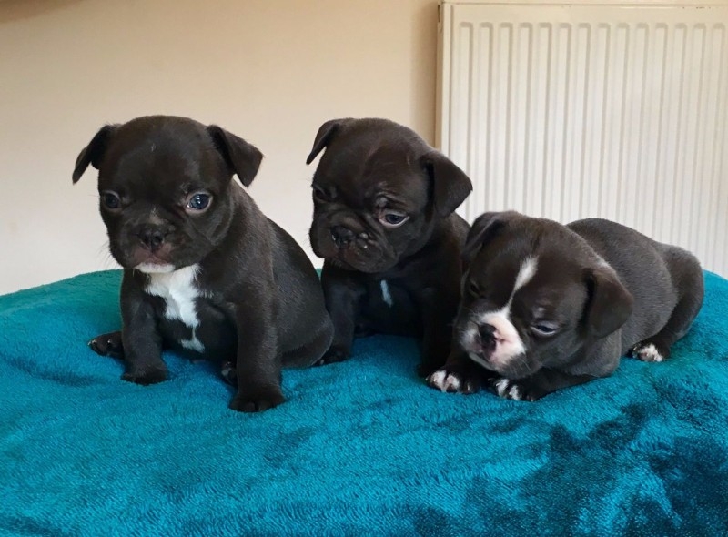 Supper French Bulldog Puppies